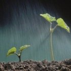 La semilla... crece, sin saber cómo.