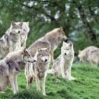 Os mando como ovejas entre lobos.