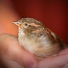 Ni uno solo cae al suelo sin que...