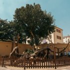 Arbol de la Virgen de Al Metareya