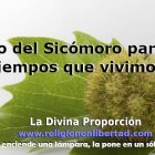 Fruto del Sicómoro. Signo de la acción del Espíritu Santo