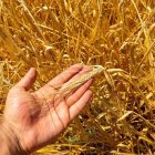 La parábola de la cizaña nos dice que ésta existirá hasta el final de los tiempos. Nos sirve para ejercitar la paciencia e implorar la misericordia de Dios. Foto: Collab Media / Unsplash.