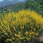 ...un hombre toma y siembra en su huerto..