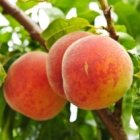 Cada árbol se conoce por su fruto;