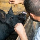 El hijo pródigo llegó a no poder comer ni de las sobras que dejaban los cerdos a quienes alimentaba. Es la despersonalización final de quien se deja arrastrar por el vértigo.