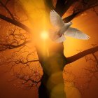 Fuego-paloma-árbol-sol-ramas
