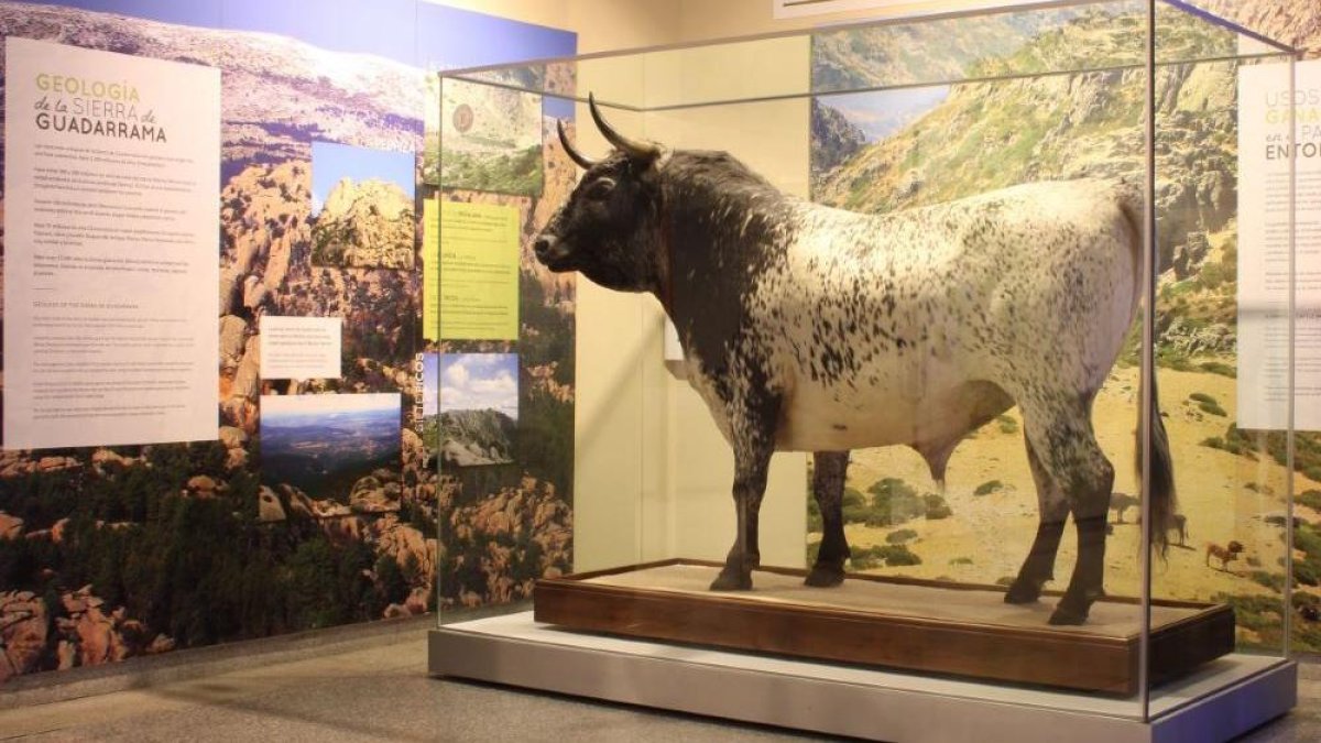 El Toro de Veragua, expuesto en el MNCN como especie bovina representativa del Parque Nacional Sierra de Guadarrama.