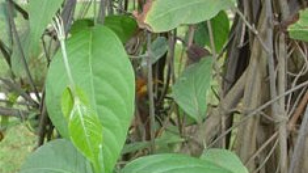 El ministro de Cultura de Brasil propone un alucinógeno empleado por sectas como patrimonio cultural