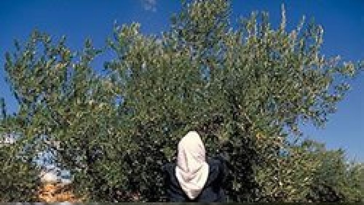 Un olivo bendecido por Juan Pablo II es el único que da fruto en su olivar