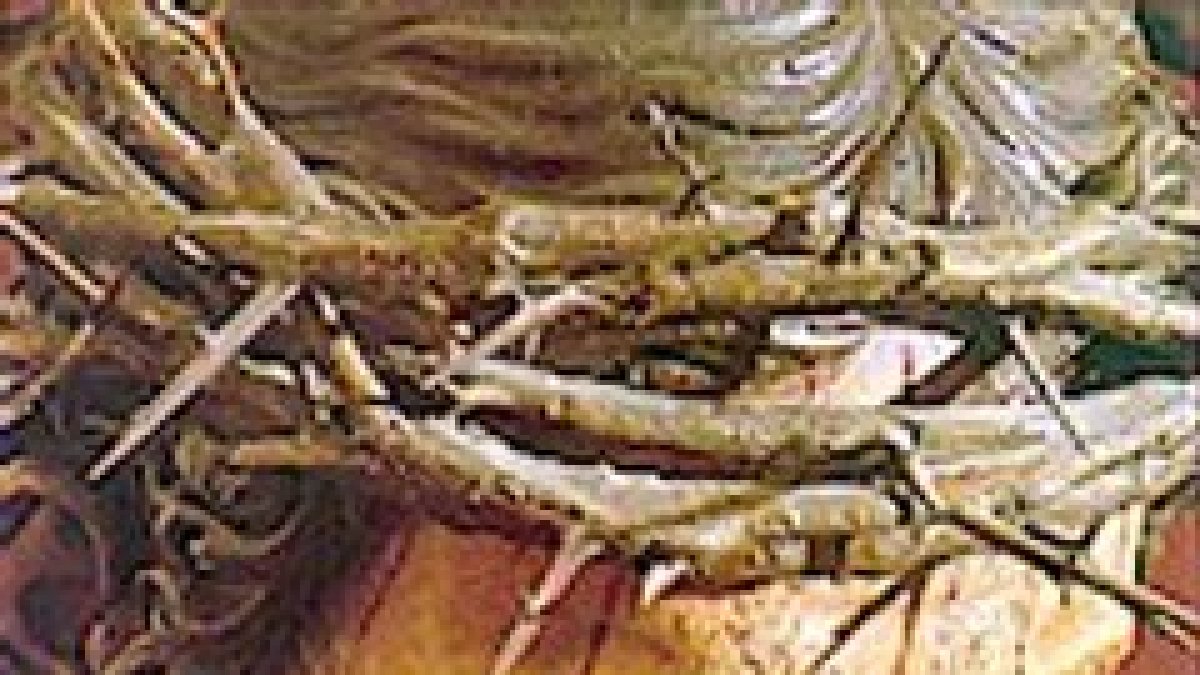 La Hermandad del Silencio obligará a sus miembros a manifestarse en contra del aborto