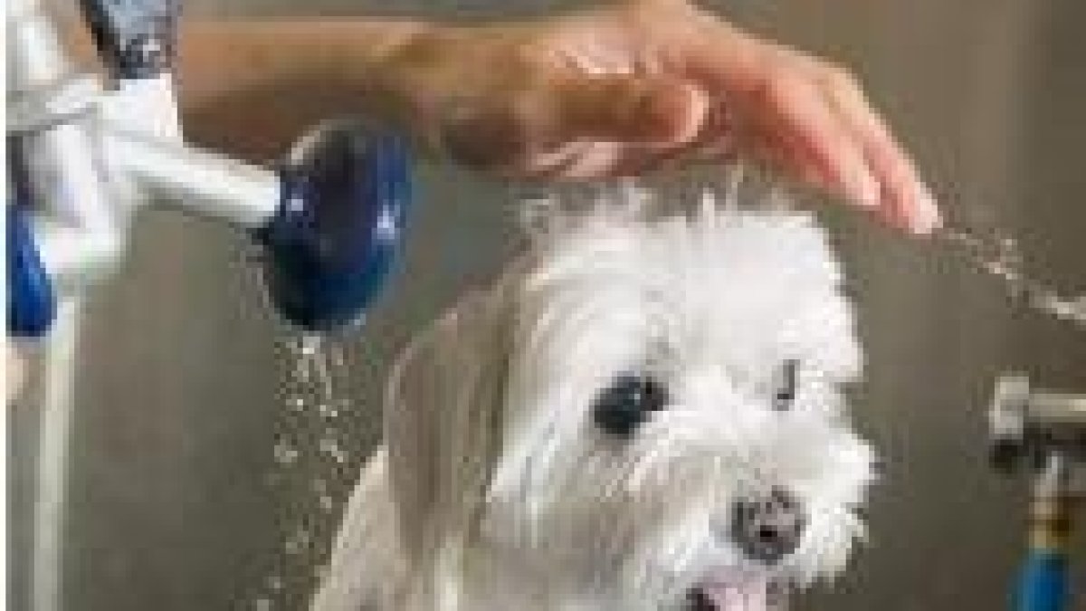 Un perro es duchado