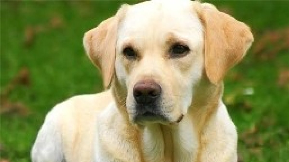 Perro-guía para invidentes