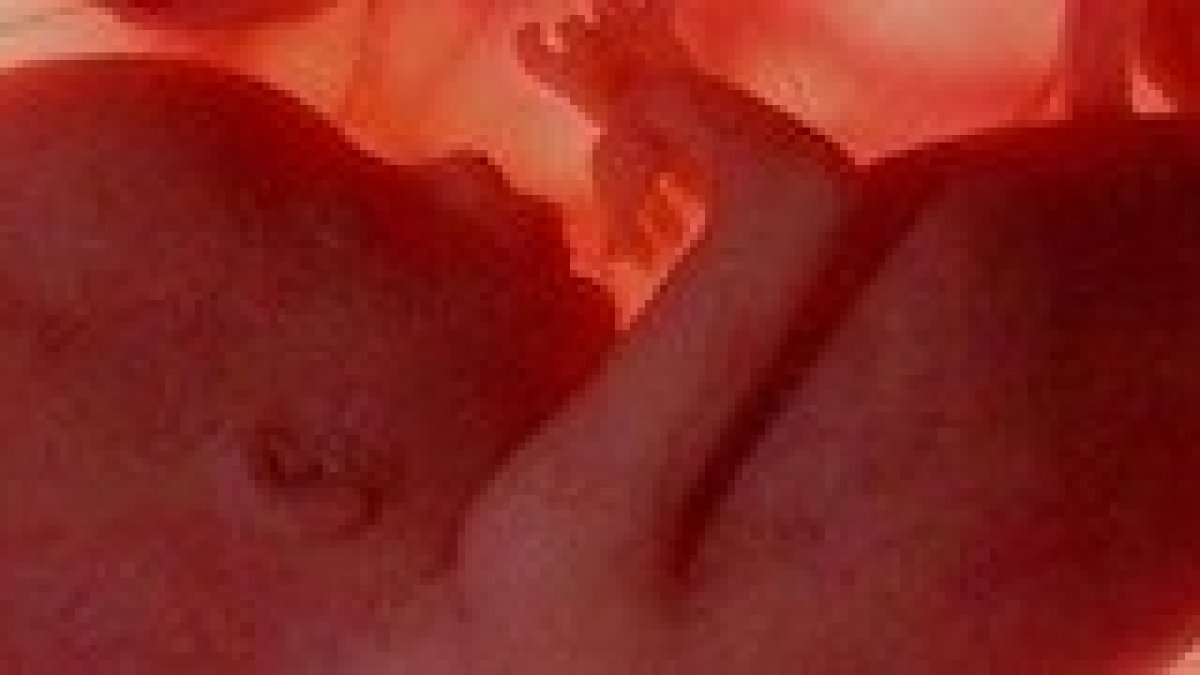 Expertos explican ante la ONU que el aborto incrementa la tasa de mortalidad materna