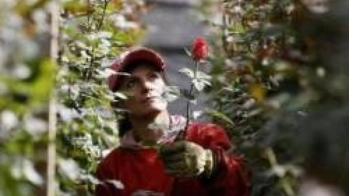 Cultivar rosas a 2.000 metros de altura tiene sus ventajas