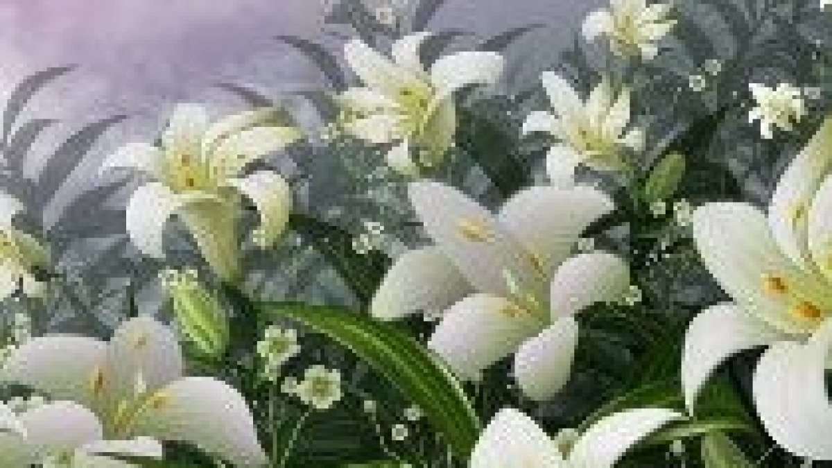 ¿Por qué os angustiáis? Considerad los lirios del campo,