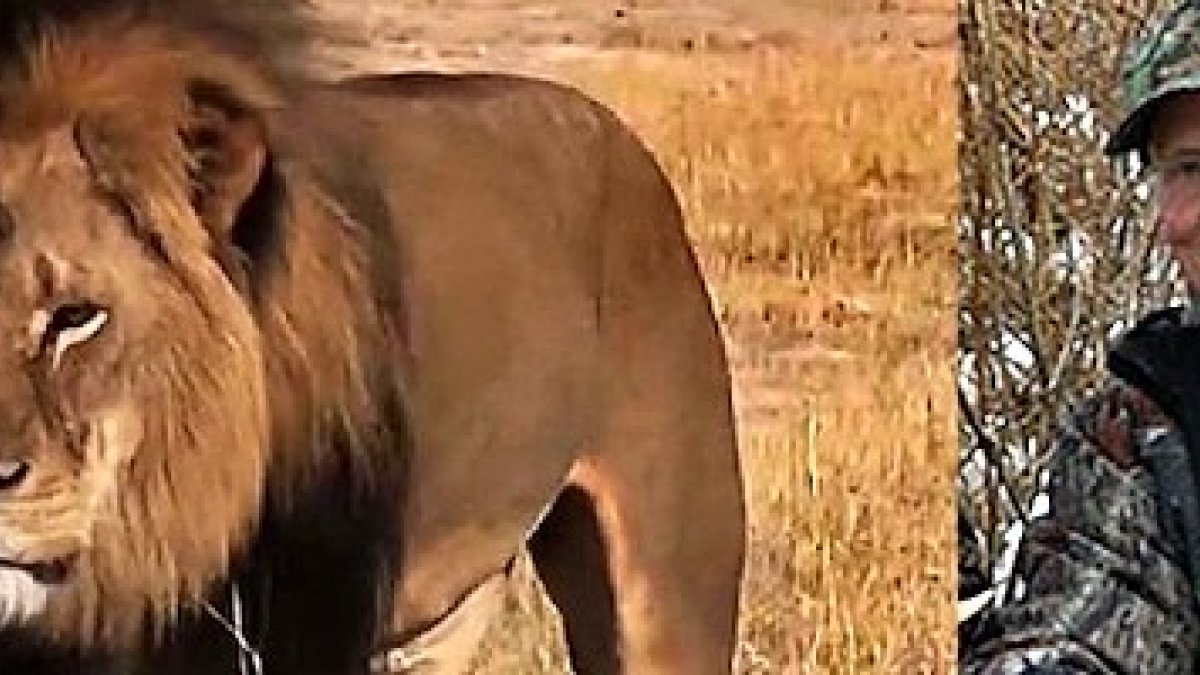 El autor del disparo que mató a Cecil está siendo linchado mediáticamente. No hace mucho un niño de 14 años fue devorado por un león similar.
