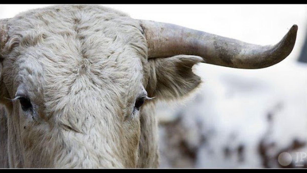 Los nuevos paganos: los animalistas