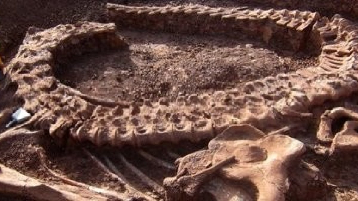 La paleontología ayuda a entender la historia de las especies animales, incluyendo las ya desaparecidas, y por lo tanto la grandeza de la Creación de Dios