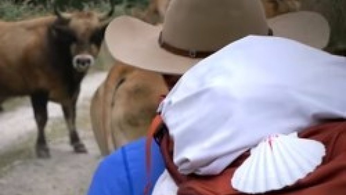 La vaca y el peregrino, lo mundano y lo divino, el espíritu y la carne... eso es Footprints y la peregrinación