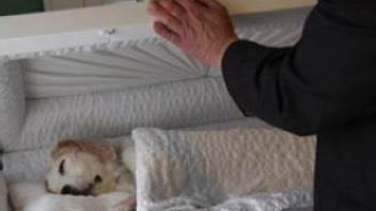Los servicios funerarios para mascotas a veces incluyen ataúd y velatorio... cuanto más imite a las honras dedicadas a humanos, más debe hacer pensar