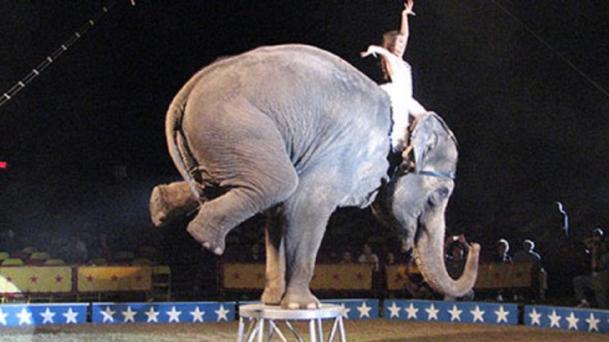 Los animales forman parte de la esencia y la magia del circo, un espectáculo que sufre los ataques de la corrección política.