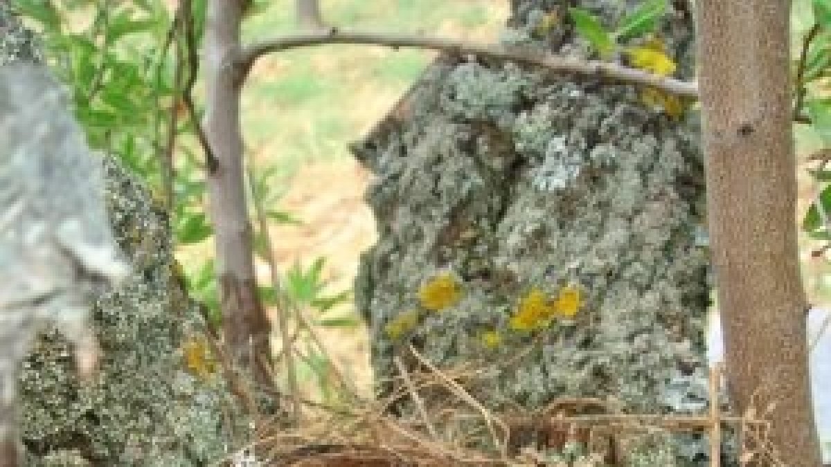 Pre-síndrome del nido vacío