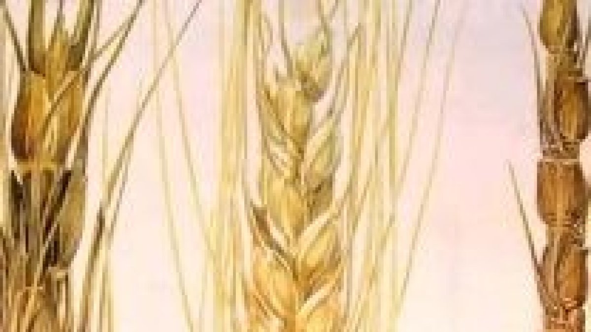 ...apareció también la cizaña.