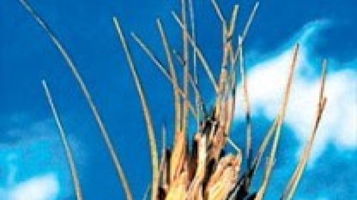 El Hijo del hombre es señor del sábado.