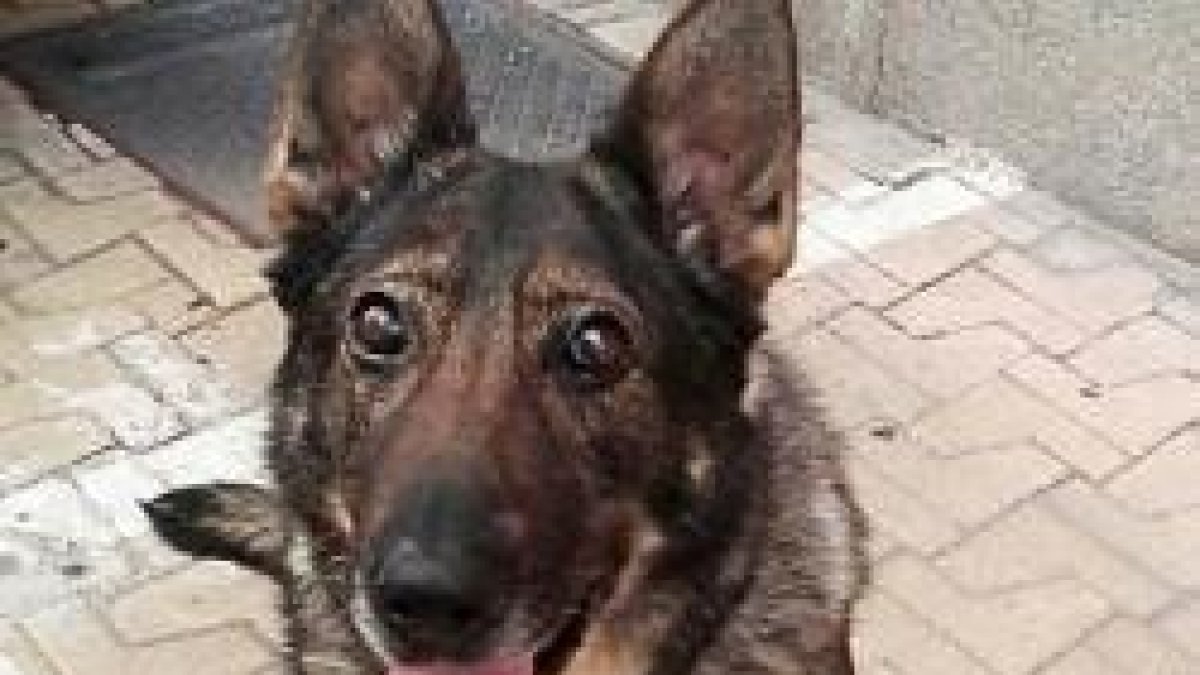 Esta es la perra policía Laika, que estuvo en la coronación del Rey... ahora pasa de la milicia al clero