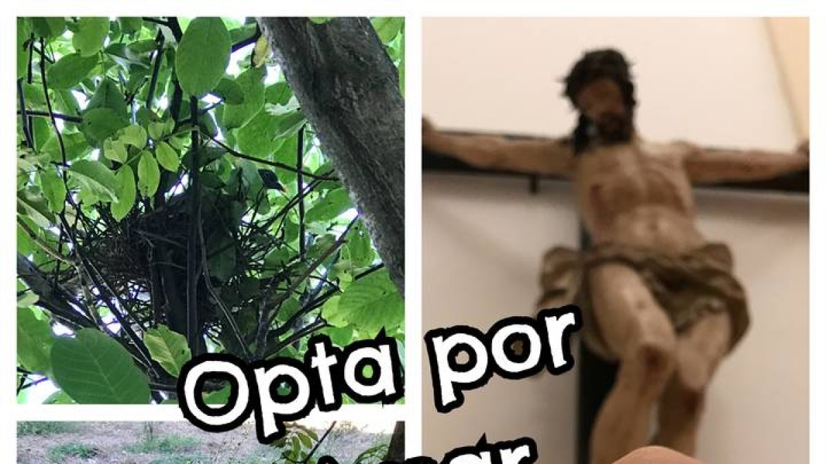 Hoy el reto del amor es que optes por amar, por no ponerte a ras de suelo