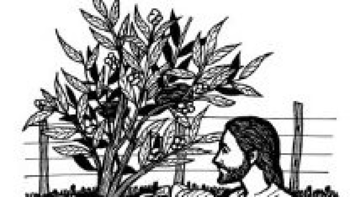 Una semilla crece y se convierte en el