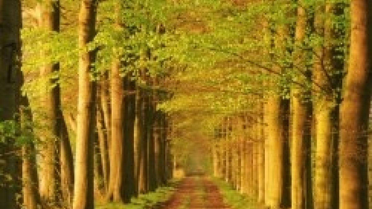 Yo soy el camino y la verdad y la vida...