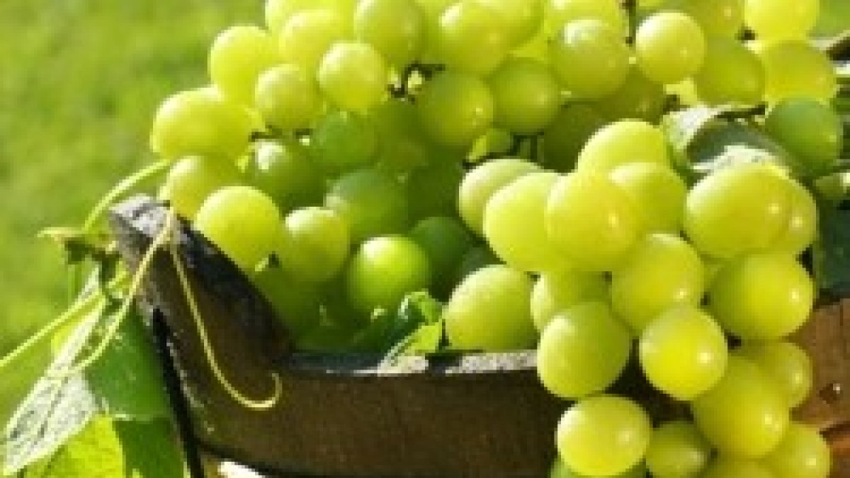 ...y yo en él, ése da fruto abundante