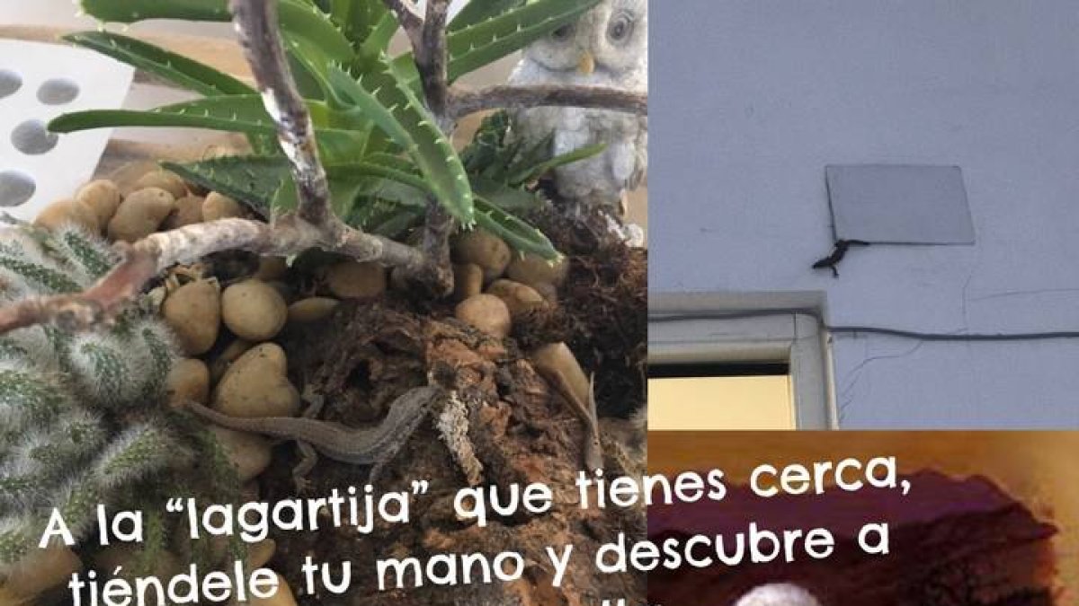 Hoy el reto del Amor es que te acerques a las lagartijas que tienes cerca