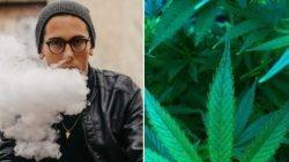 El cannabis o marihuana tiene fama de no ser peligrosa pero los médicos y la ciencia han demostrado ya sus peligros para la salud... además, actúa de puerta a otras drogas