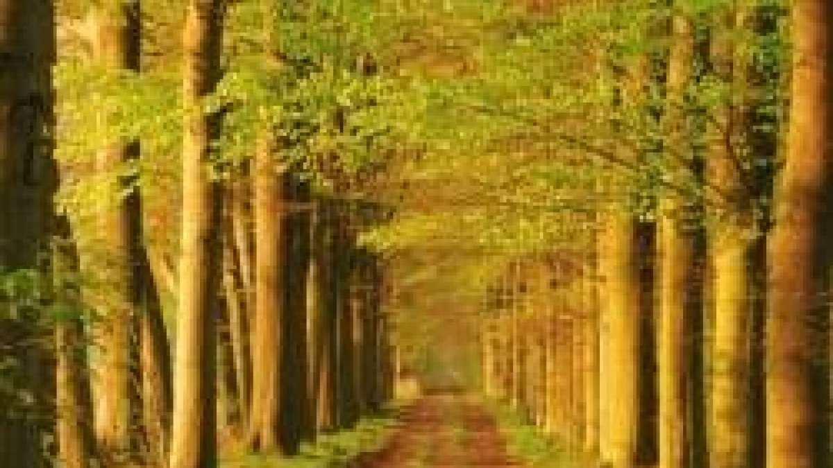 Creed en Dios y creed también en mí