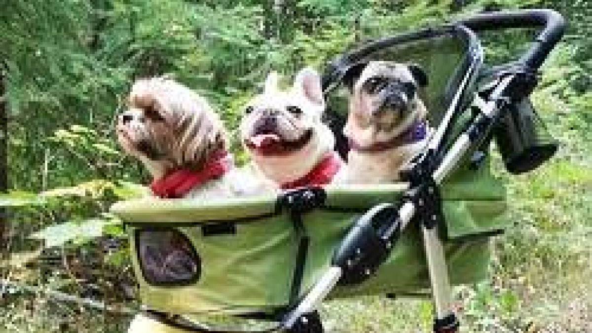 En Madrid en casi la mitad de los distritos ya hay más perros que niños