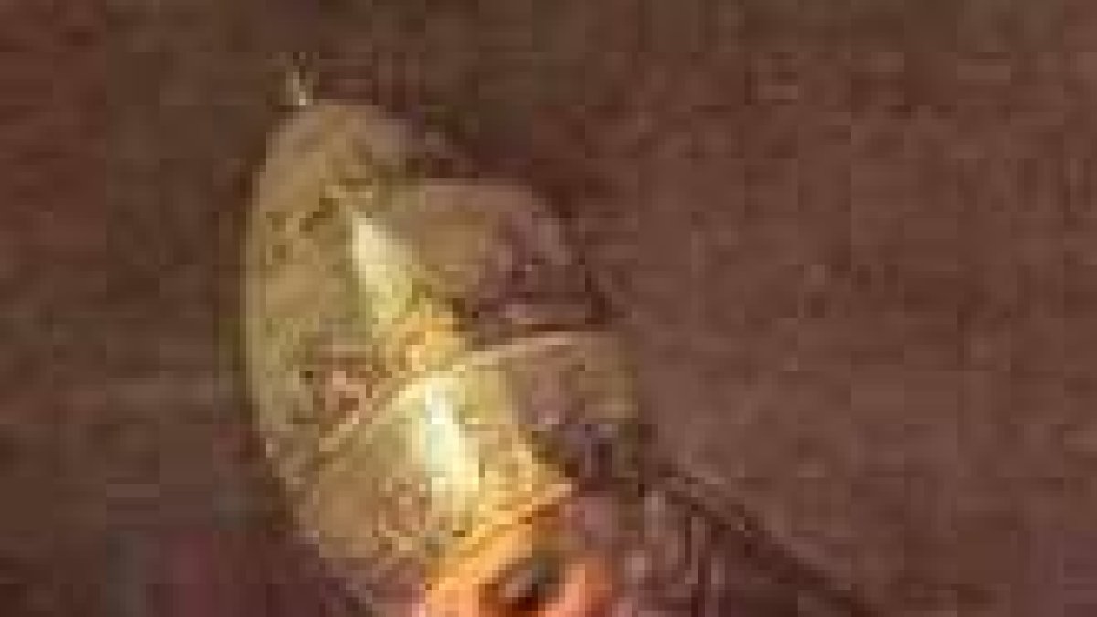 Somos siervos inútiles