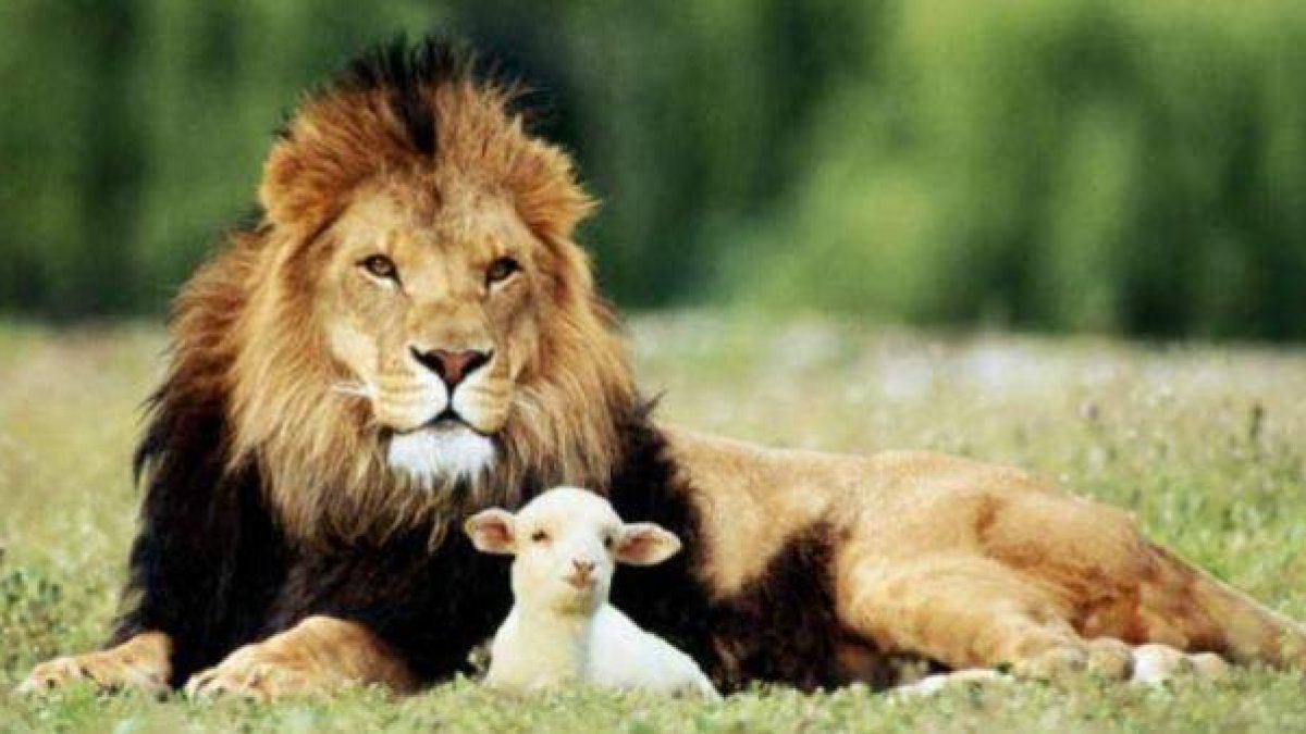 El cordero estará en paz con el león, un símbolo del mundo venidero en Isaías 11