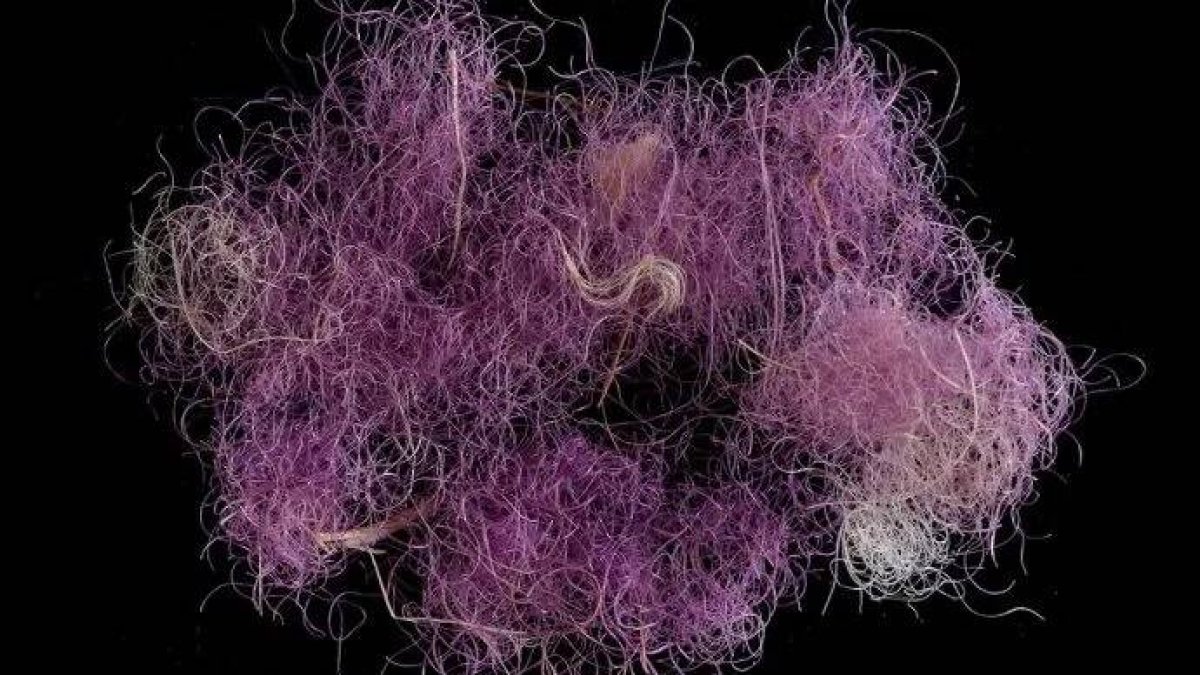 Tela púrpura de hace 3.000 años hallada por los investigadores