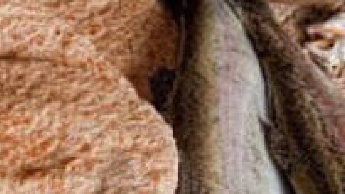 Jesús vio una multitud y se compadeció de ella