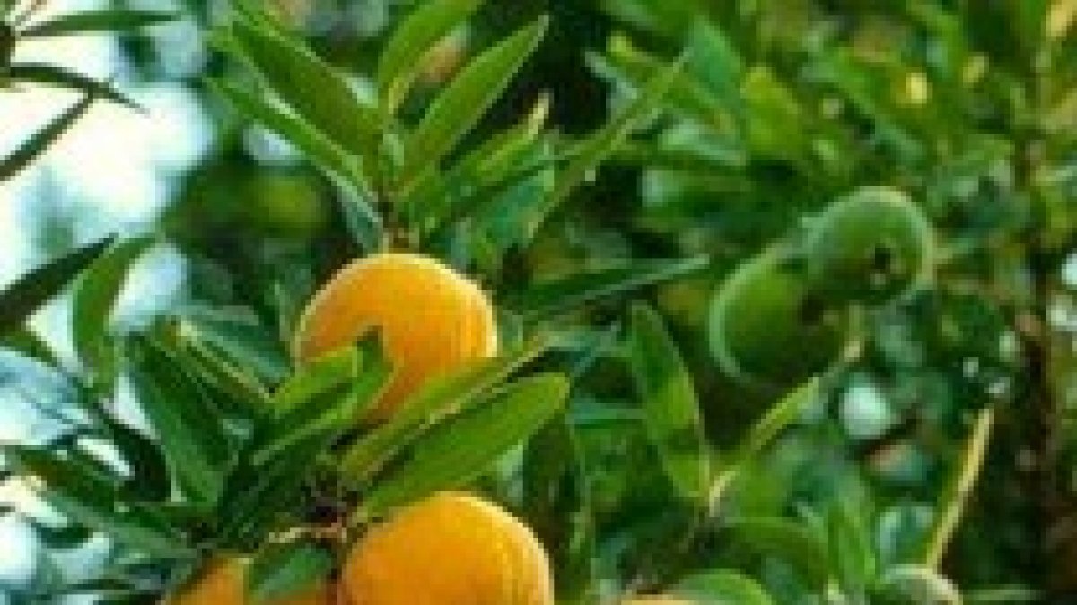 Cada árbol se conoce por su fruto