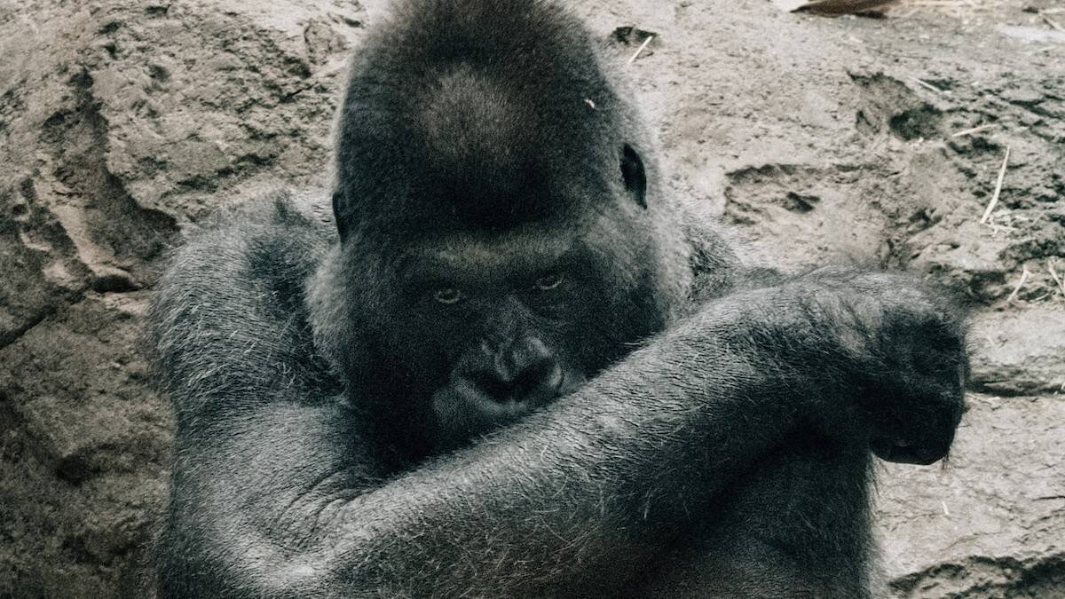El antiespecismo quiere acabar con la superioridad del hombre sobre los animales, lo que desemboca en su propia deshumanización. Foto: Kelly Sikkema / Unsplash.