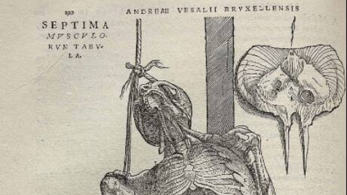 Ilustracion del libro de Vesalio, dibujo probablemente de Jan Stephan van Calcar