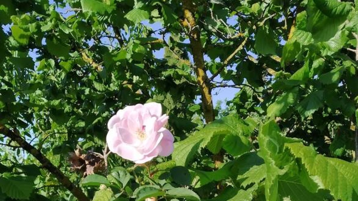 La rosa del avellano