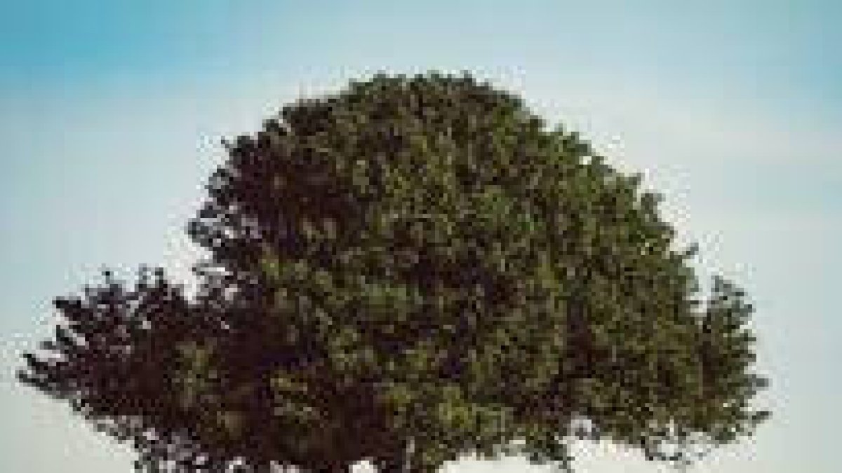 El Reino de Dios es semejante a un grano de mostaza