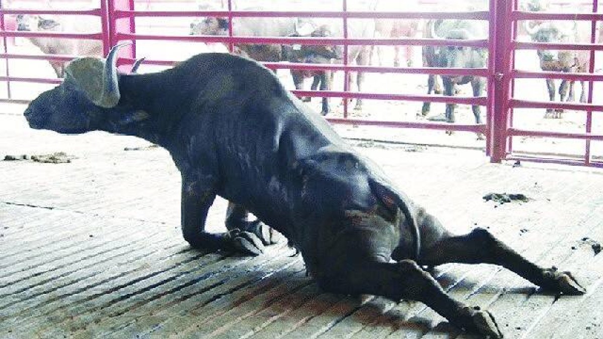 Cuando necesita una fuerza especial, el búfalo se pone de rodillas. Foto: ResearchGate.net