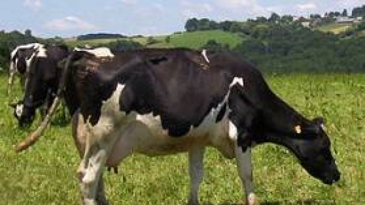 Vaca momentos antes de atentar contra el cambio climático