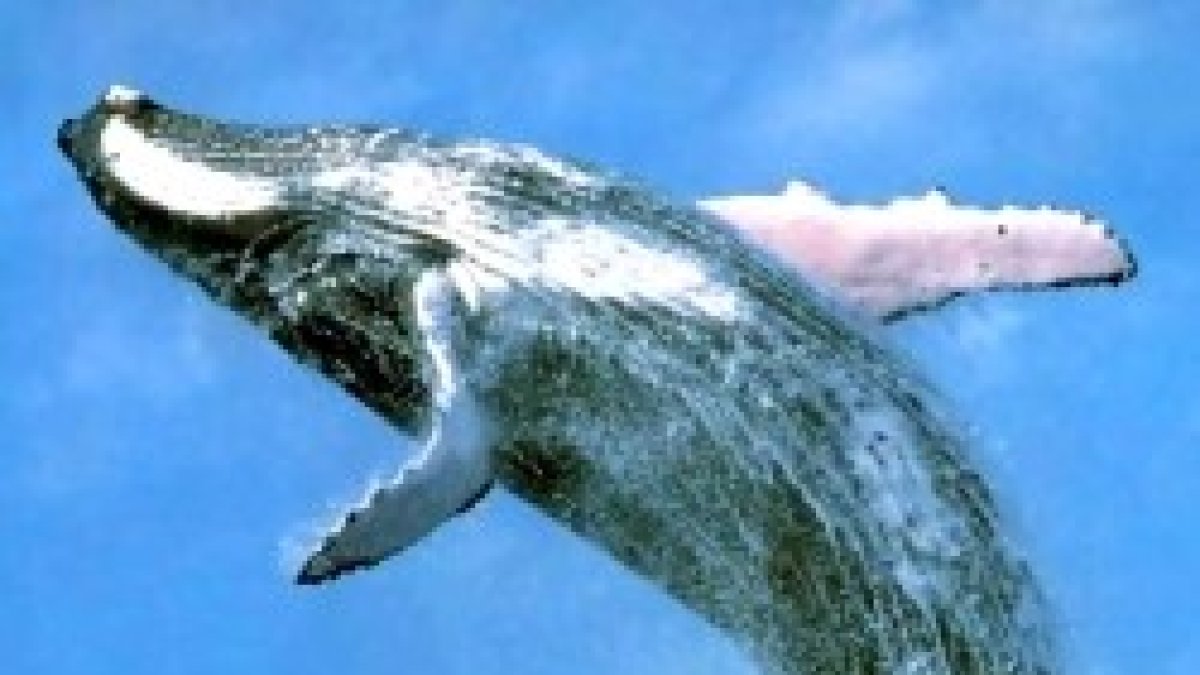 No se le dará... a esta generación.