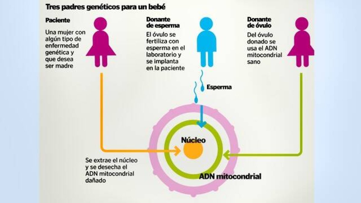 En la técnica del «embrión con tres padres» hay ADN de tres procedencias: el ADN mitocondrial de la primera madre, y el ADN de dos núcleos (padre y segunda). Infografía: Heraldo.es